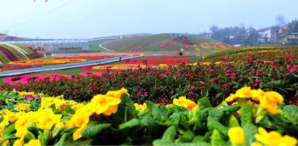 重庆渝北兴隆花海