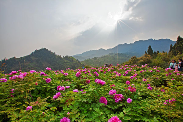垫江牡丹樱花世界4.jpg