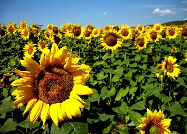 巴南“云燕花语” 向日葵