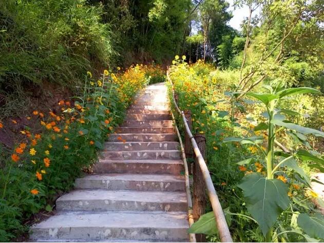 巴南“云燕花语” 向日葵