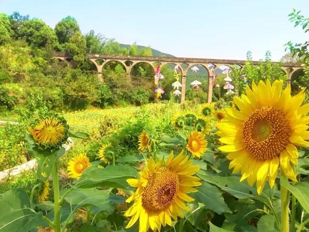 巴南“云燕花语” 向日葵