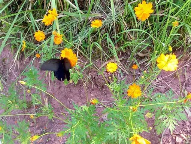 巴南“云燕花语” 向日葵