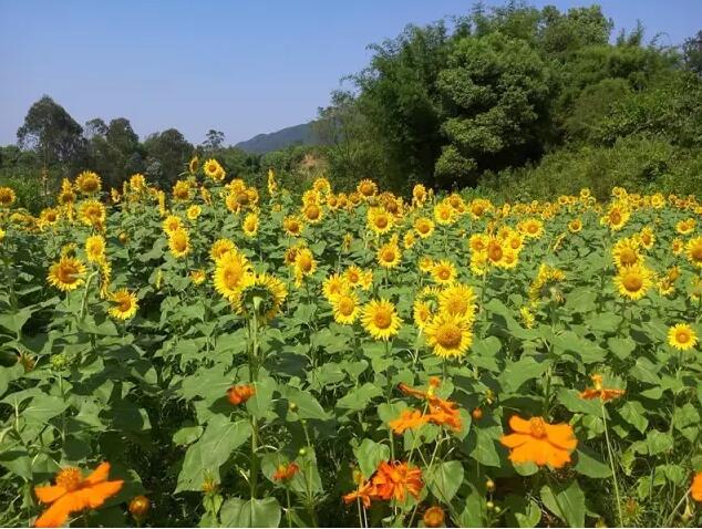巴南“云燕花语” 向日葵