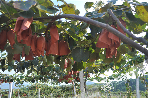 基地果树树枝上已挂满了成熟的红心猕猴桃。 忠兴猕猴桃基地供图