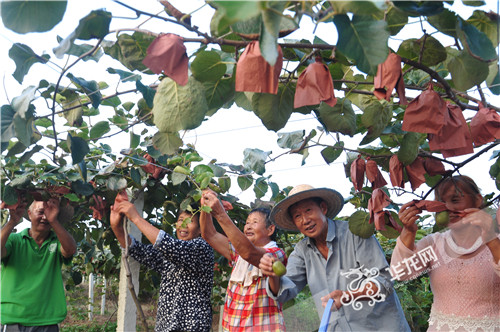 果农们在采摘成熟的红心猕猴桃。 忠兴猕猴桃基地供图