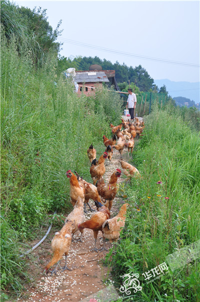 忠兴猕猴桃基地的土鸡均为散养,采摘节期间游客还可亲自逮捉。 忠兴猕猴桃基地供图