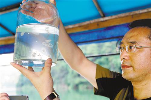 璧山青龙湖已连续三年发现“水中大熊猫”桃花水母。