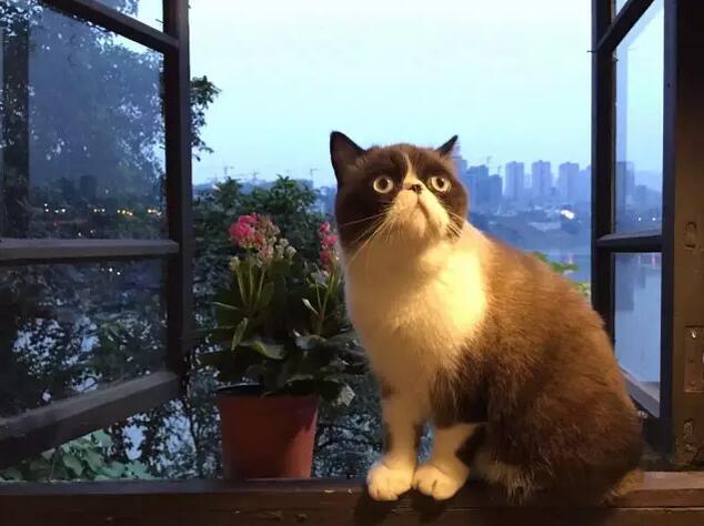 磁器口猫大人咖啡馆