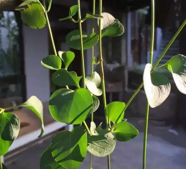 磁器口半山别院