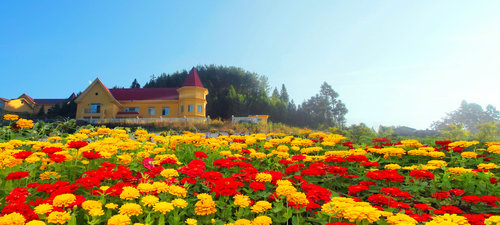 重庆自由行-景区活动-城口九重花岭菊展