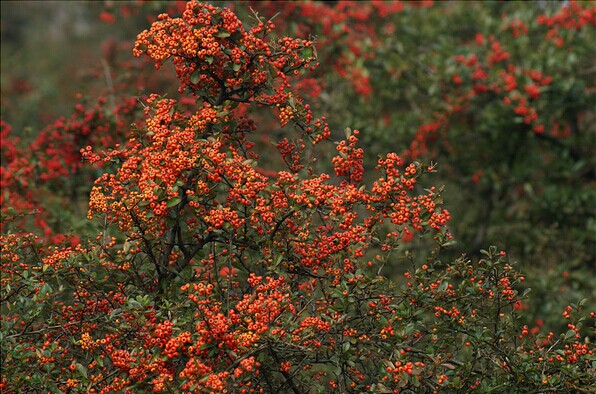 石柱黄水森林公园红叶