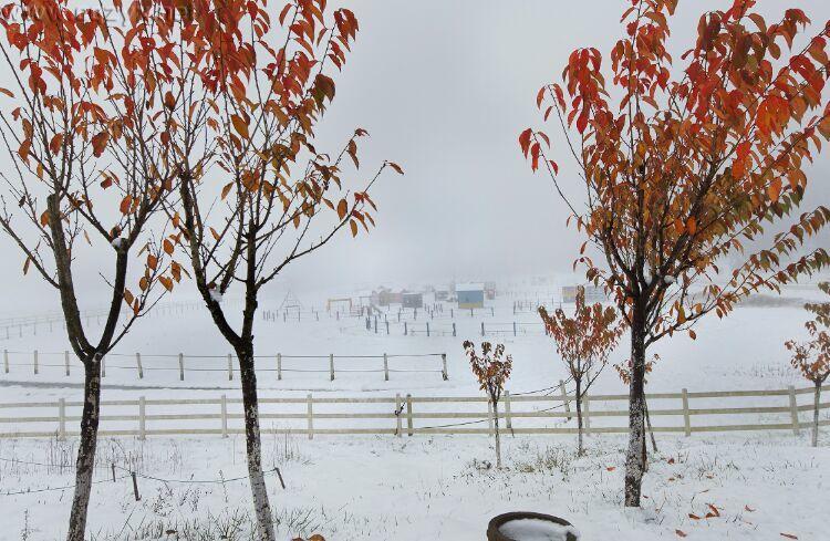 武隆仙女山再降大雪 积雪期即将到来