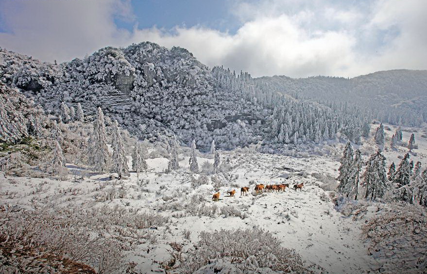 仙女山雪景 仙女山雪景