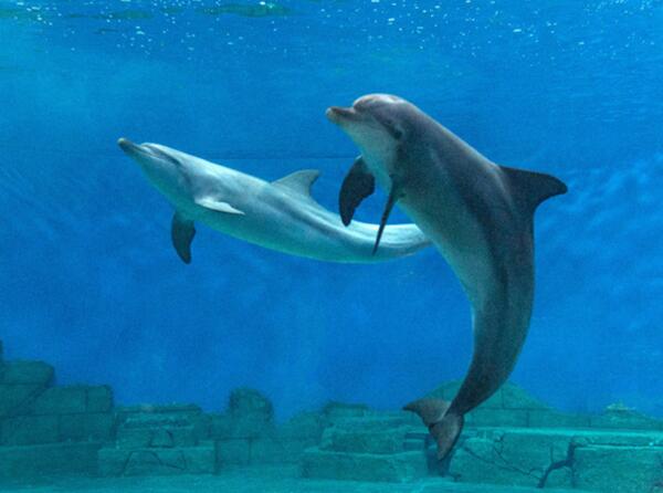 QQ截图20190611160045汉海海洋公园.jpg QQ截图20190611160045汉海海洋公园.jpg