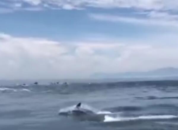 QQ截图20190611103425汕头海豚 南彭列岛.jpg QQ截图20190611103425汕头海豚 南彭列岛.jpg