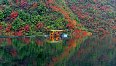 枫叶.png 枫叶.png