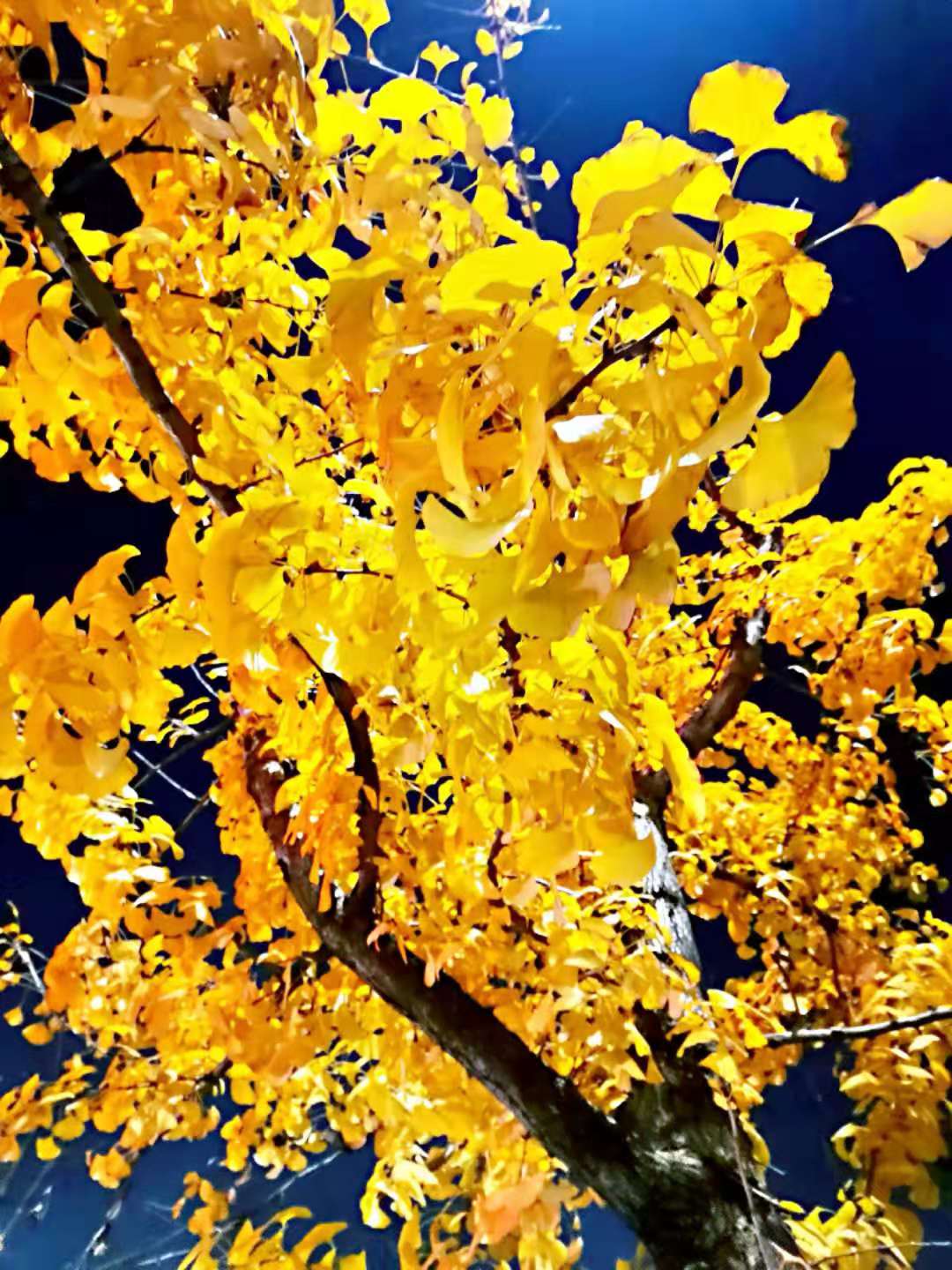 微信图片_20191211111139.jpg 微信图片_20191211111139.jpg