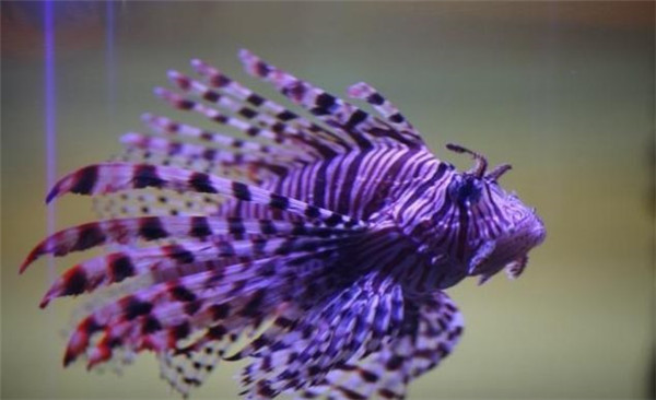 t01bc9b8b669b5d6803_副本.jpg t01bc9b8b669b5d6803_副本.jpg