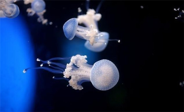 t014351d20afe51c485_副本.jpg t014351d20afe51c485_副本.jpg