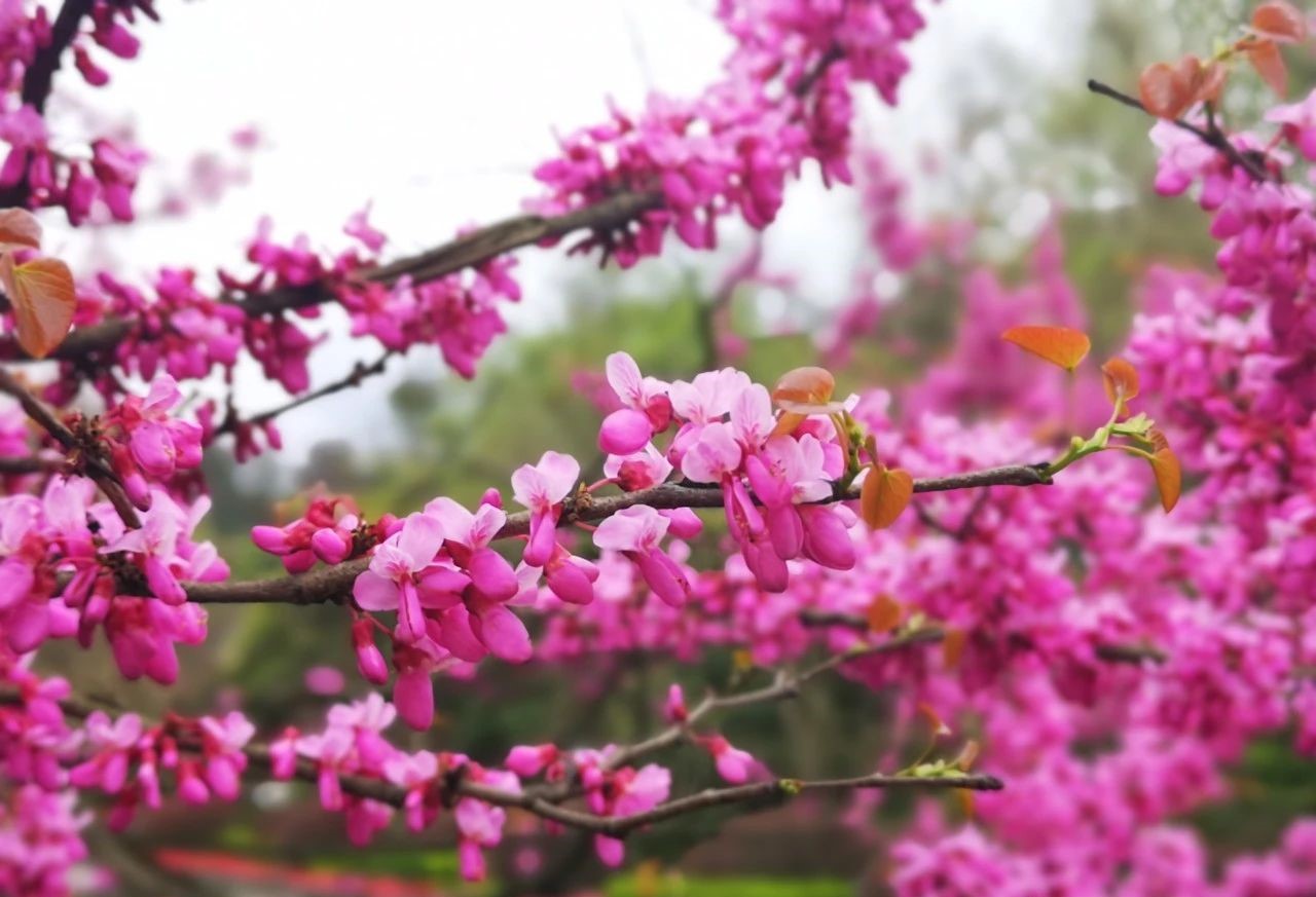 微信图片_20200317163221.jpg 微信图片_20200317163221.jpg