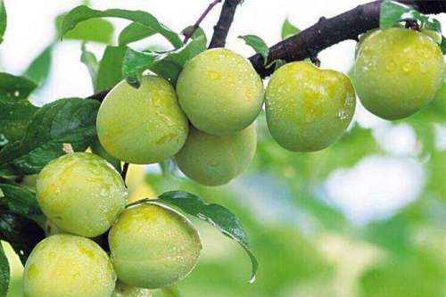 巫山脆李 巫山脆李