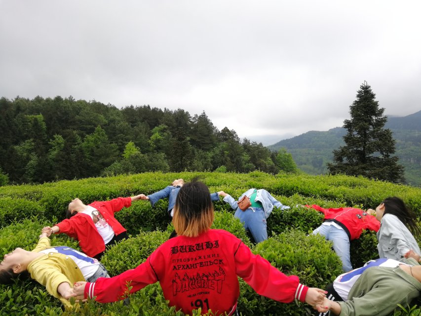 采茶体验 采茶体验