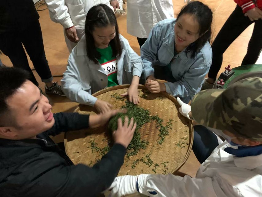 采茶体验 采茶体验