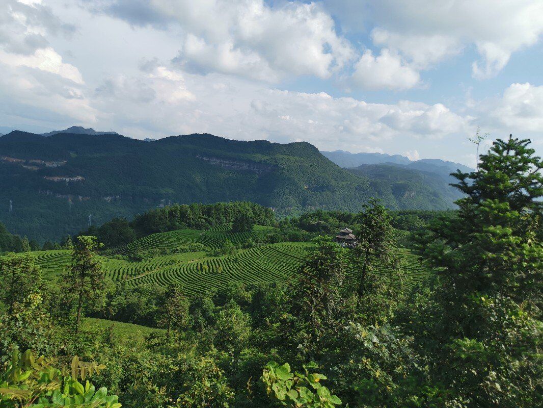 贡茶园.jpg 贡茶园.jpg